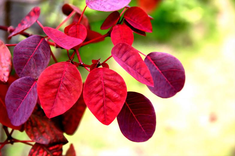 Cotinus coggygria