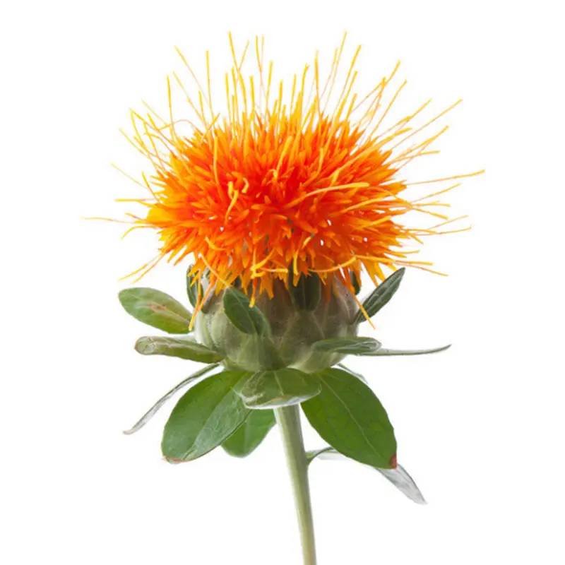 Safflower 