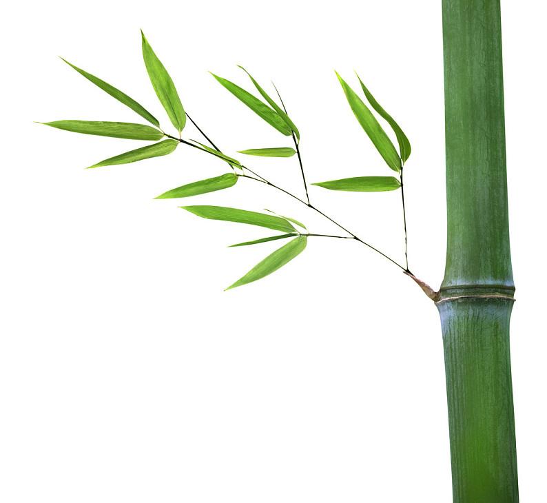 Bamboo Leaf