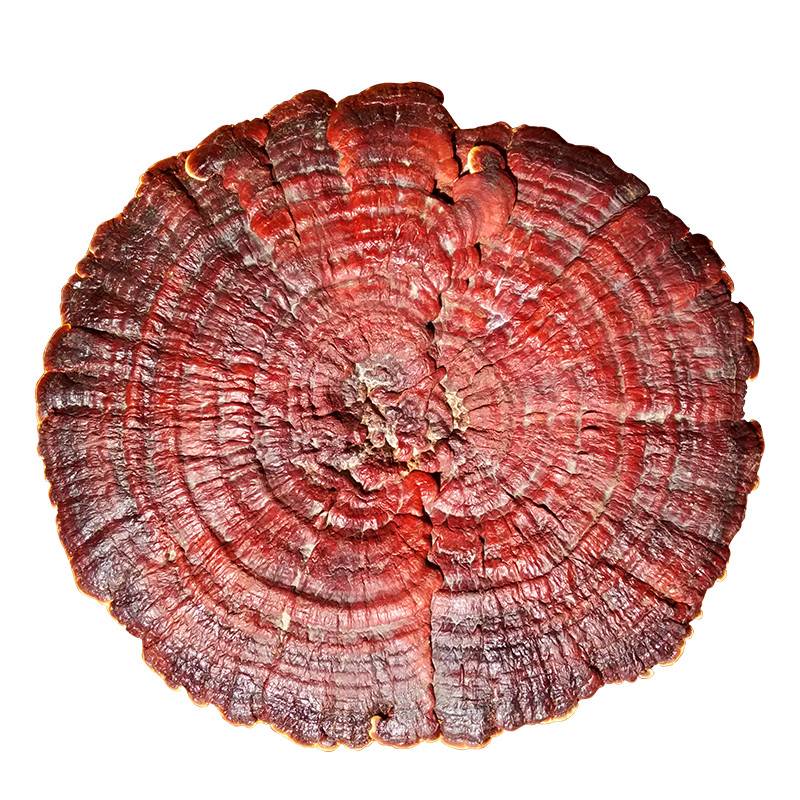 Reishi Mushroom Fruit body