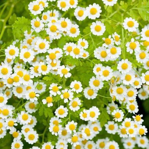 Feverfew Flower