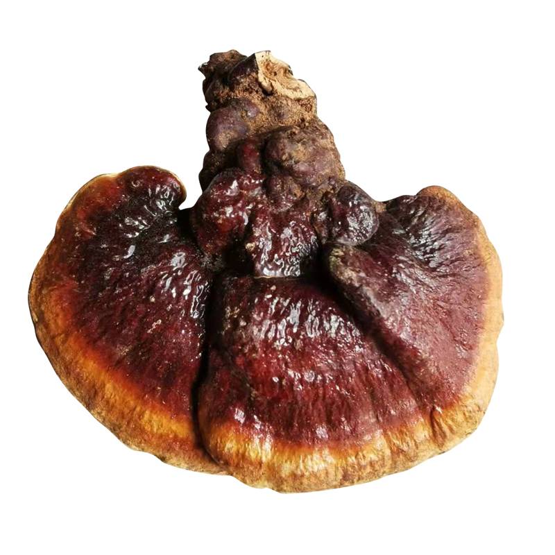 Ganoderma lucidum