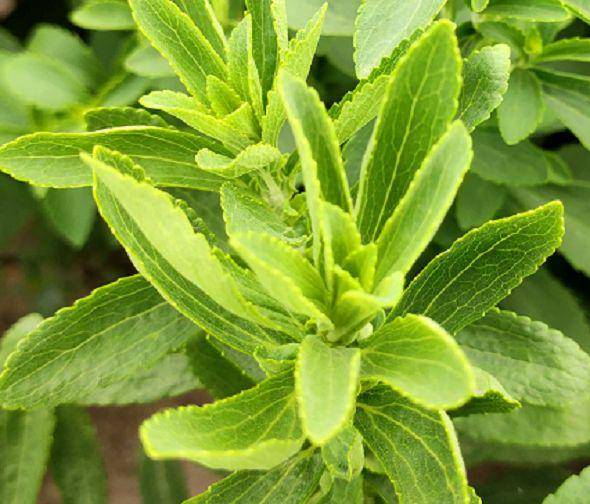 Stevia Leaf