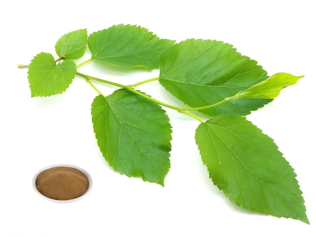 Standardized Mulberry Leaf Extract Powder (1%-10% DNJ)